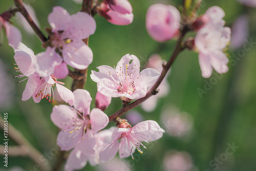 close-up of a peach blossom in spring. pink peach blossom in the garden. pink flower tree