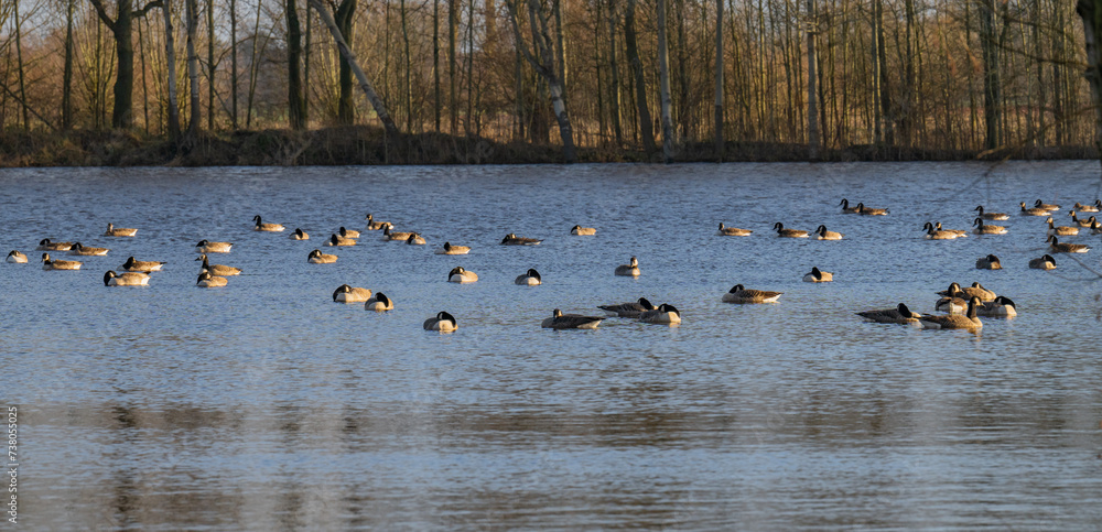 Weißwangengänse machen Rast auf einem See Weißwangengänse machen Rast auf einem See