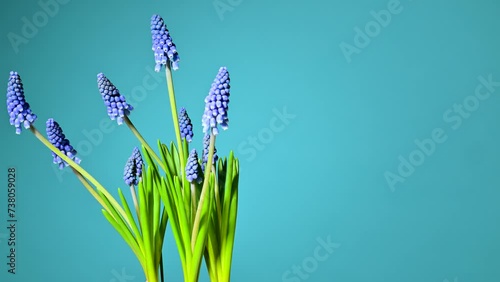 Beautiful muscari flowers rotating on blue background photo
