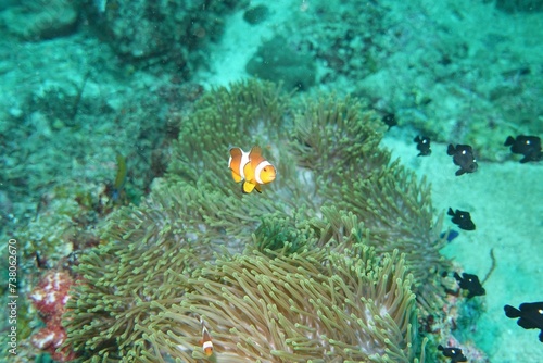 Clownfish (Nemo fish) in the Andaman Sea – Thailand 