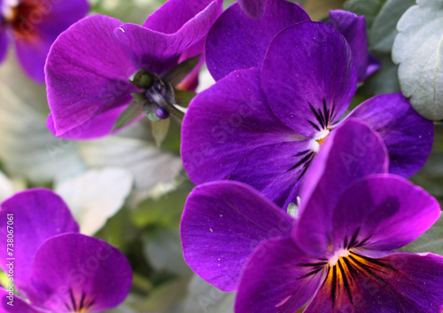 Close up of purple viola flower blossom