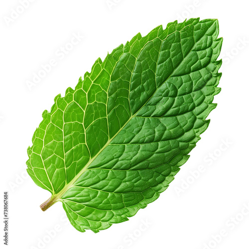 A leaf of mint isolated on transparent or white background, png