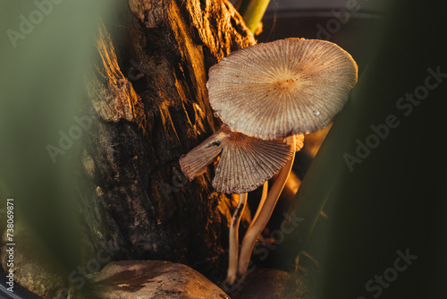 Cogumelos na tarde do bosque photo