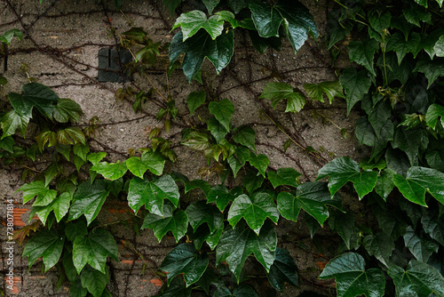 Um muro com folhagens verdes photo