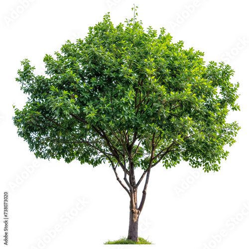 tree PNG transparent background removed original background for drag and drop in your project