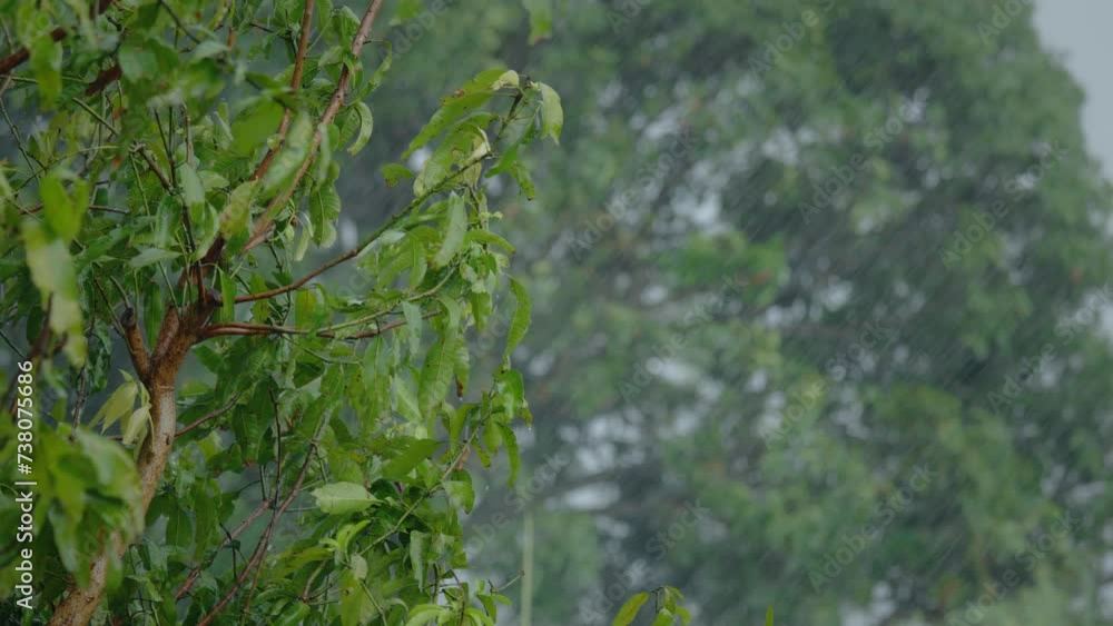 Rain drop on leaf tree. Raining shower in the forest. Rain drop on leaf tree. Raining shower in the forest.