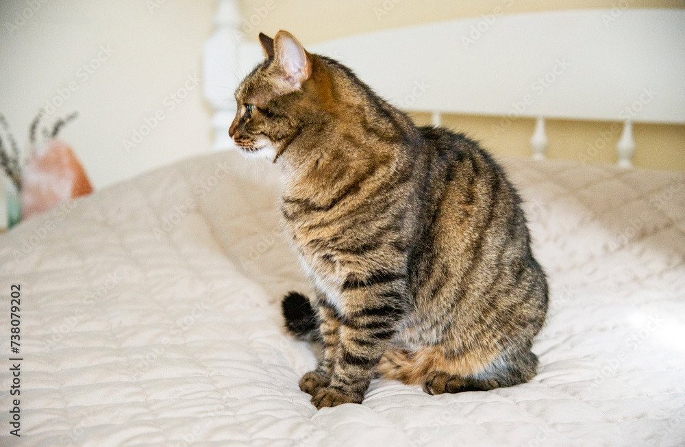 cat sitting on the bed in bedroom