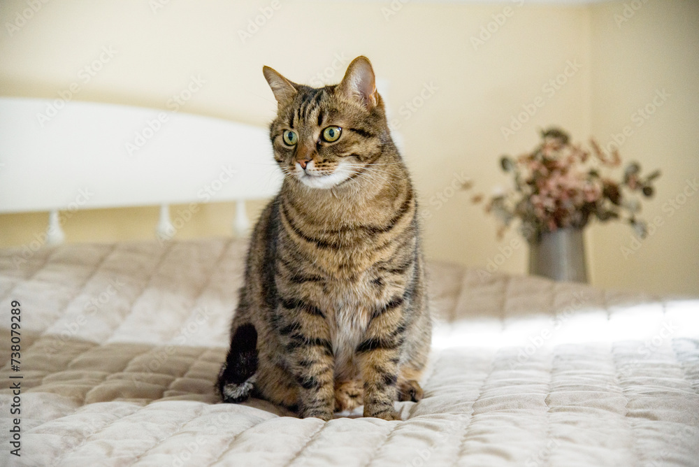 cat sitting on the bed in bedroom