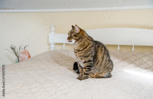 cat sitting on the bed in bedroom