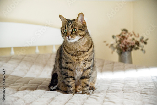 cat sitting on the bed in bedroom