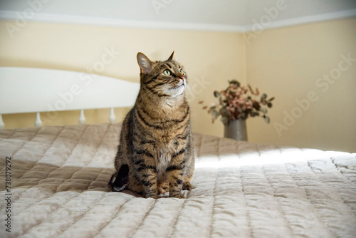 cat sitting on the bed in bedroom