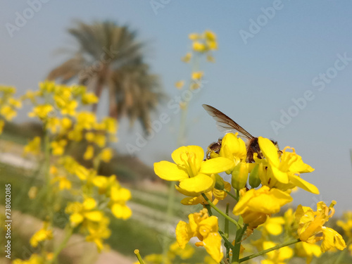 Honey Bee collect nectar or pollen from the flower of brassica campestris or field mustard © Zain