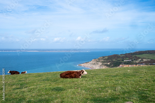 Domesticated farmed cattle cows resting on the top of grazing land in Isle Of Wight 2