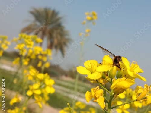 Honey Bee collect nectar or pollen from the flower of brassica campestris or field mustard © Zain