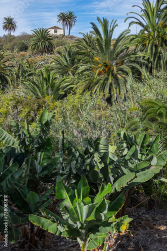 Plantaci  n de pl  tanos y palmeral en la zona de Icod de los Vinos en el norte de Tenerife  islas Canarias