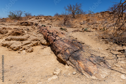 Petrified and mineralized tree trunks, Khorixas, Damaraland, Namibia photo