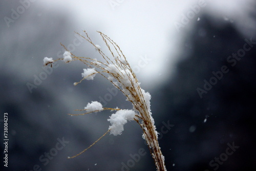 穂が完全に落ちて枯残ったススキに積雪！
都会の公園でこんな雪景色が見られました。