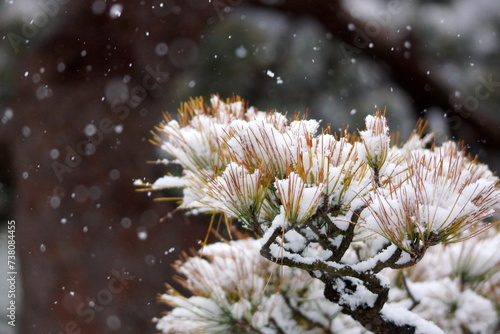 公園の松。
タギョウショウ（多行松）に降り積もる雪。1年に1度有るか無いかの積雪。