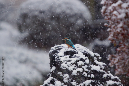 雪の中のカワセミ！
雪が降る中、カワセミが冷たい水に飛び込んで餌を捕っていました。捕った魚をくわえています。
