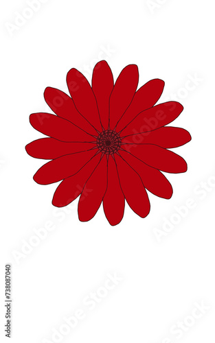 red gerber daisy