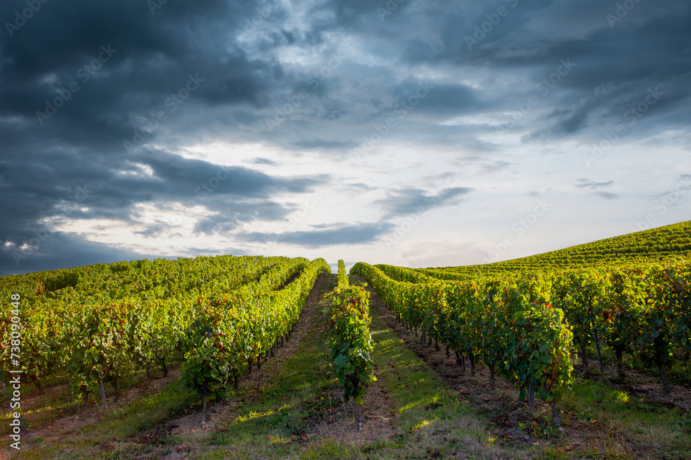 Paysage de vigne dans un vignoble en France sous un ciel d'orage.