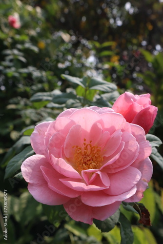 pink rose in garden