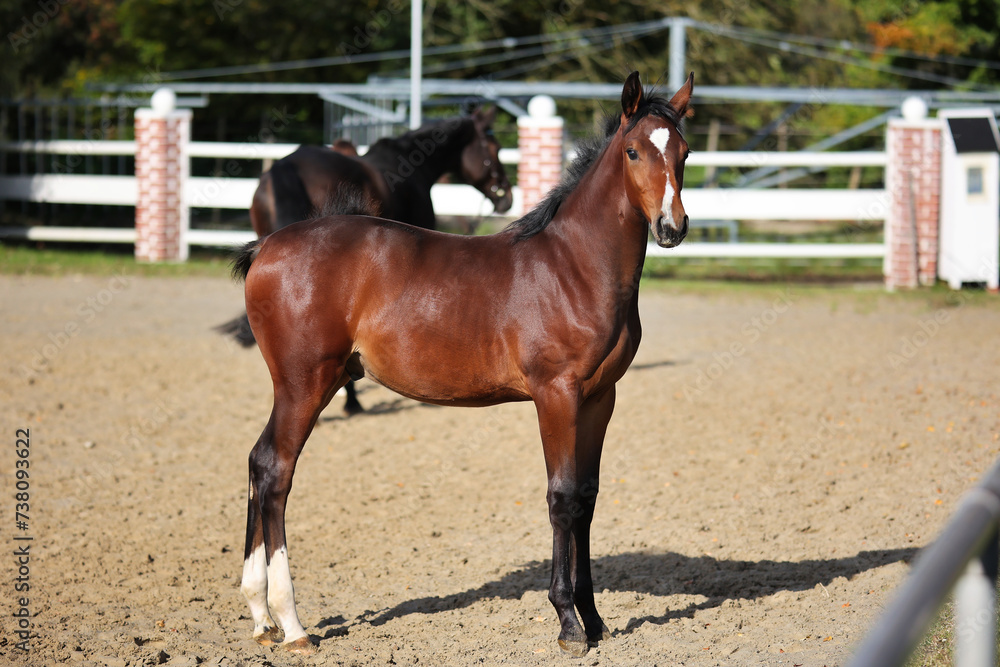 Horse foal on the riding arena, portraits from the side. Horse foal on the riding arena, portraits from the side.