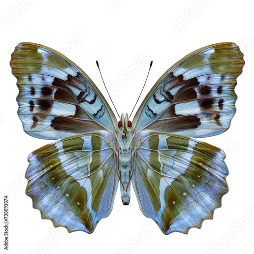 Photos nymphalidae Damora sagana, beautiful butterfly for your collection isolated on w