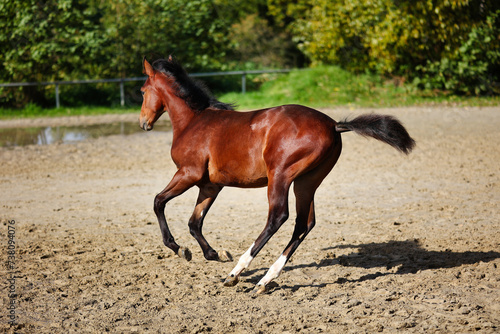 Horse foal on the riding arena, galloping on the riding arena.