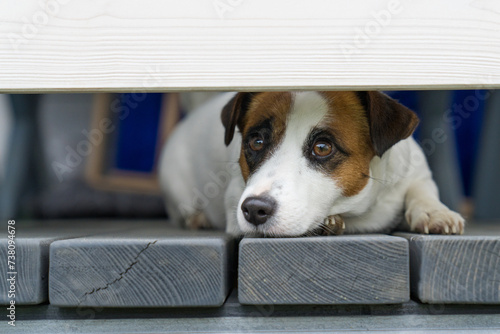 A resting Jack Russell Terrier dog lies on a wooden floor and looks at you through the fence, faithfully waiting for its owner.
