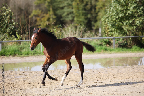 Horse foal galloping around on the riding bib. © RD-Fotografie