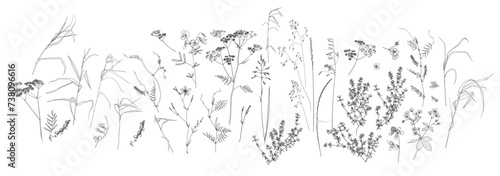 Field flowers and grasses, line drawing. Vector illustration	