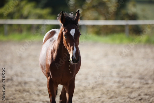 Horse foal galloping around on the riding bib. © RD-Fotografie