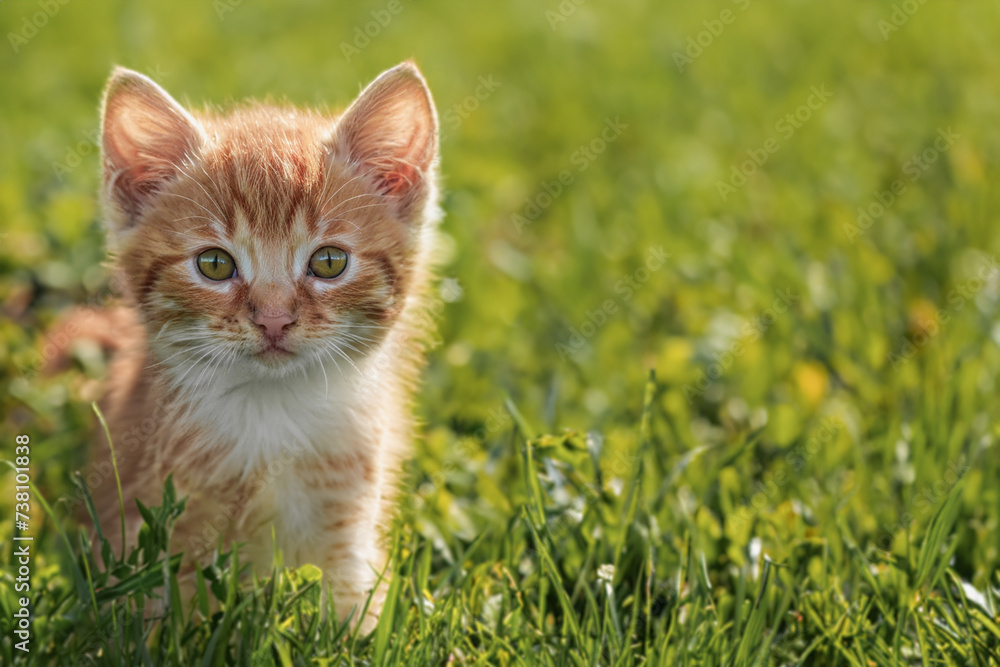 A small, cute, fluffy red kitten. Close-up of a kitten sitting on a green lawn in a summer park. Sunny, clear day. Copy space. Created with the help of artificial intelligence.