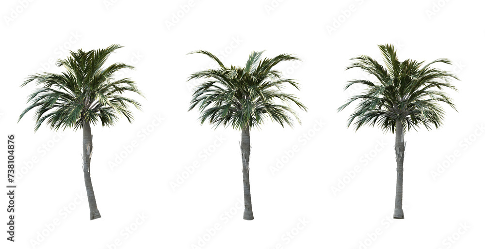 Obraz premium palm tree cut out background
