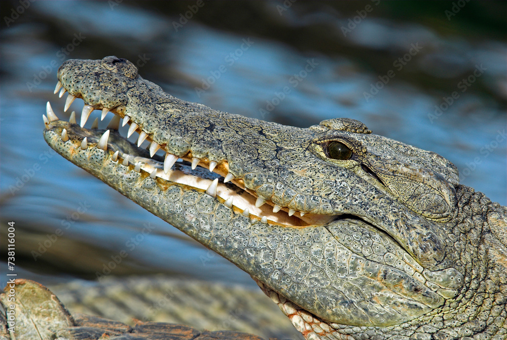 Fototapeta premium Crocodile du nil; Crocodylus niloticus, Afrique