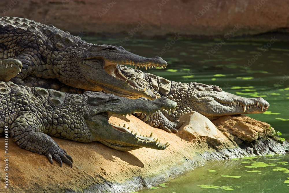 Crocodile du nil; Crocodylus niloticus, Afrique