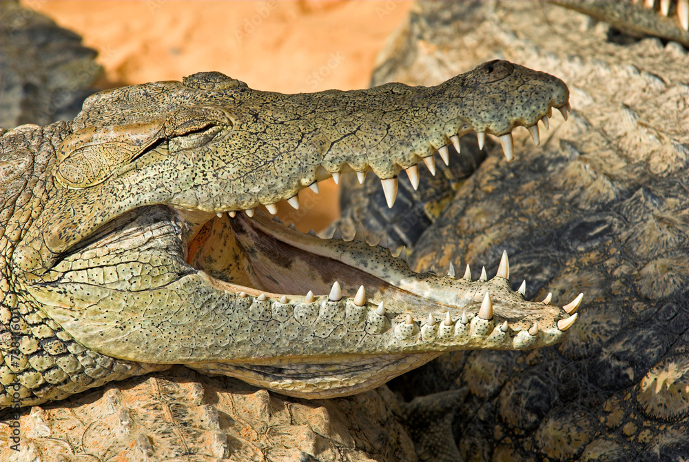 Obraz premium Crocodile du nil; Crocodylus niloticus, Afrique