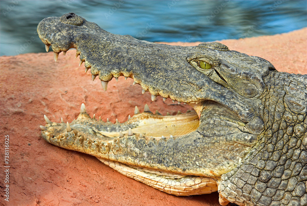 Fototapeta premium Crocodile du nil; Crocodylus niloticus, Afrique