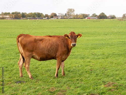 Jersey cow in pasture looking at camera, Friesland, Netherlands