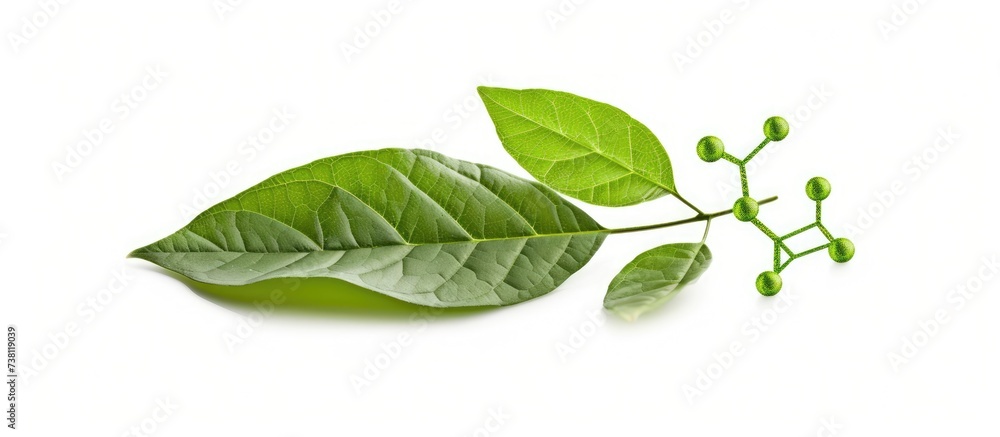 Biochemical structure of a green leaf. Biochemical structure of a green leaf.