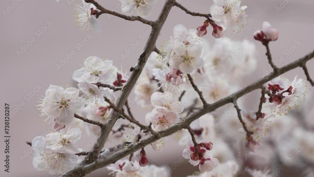 Cherry Blossom Flower blowing in the wind in Spring, South Korea Cherry Blossom Flower blowing in the wind in Spring, South Korea