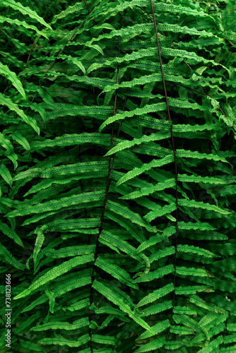Background of fern leaves, natural flower fern background in sunlight.