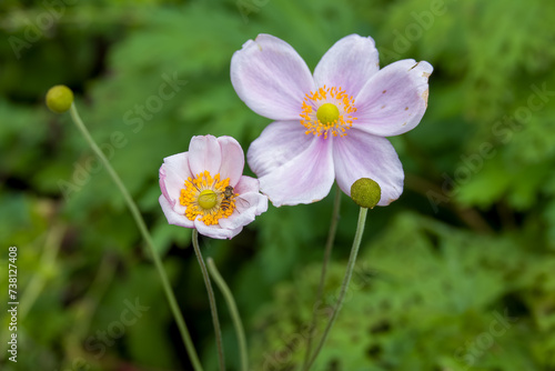 marmalade hoverfly collecting pollen from pretty pink flower of japenese anemone eriocapitella japonica photo