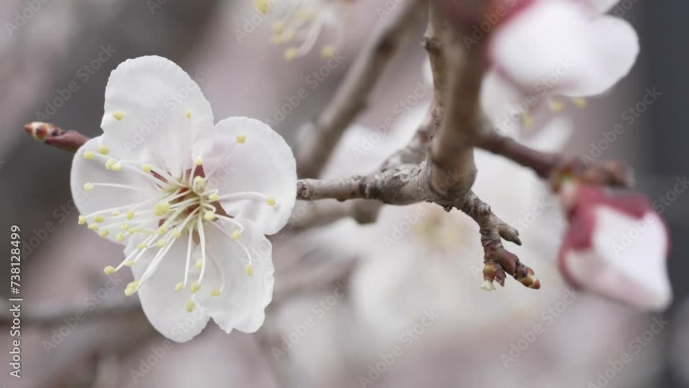 Cherry Blossom Flower blowing in the wind in Spring, South Korea Cherry Blossom Flower blowing in the wind in Spring, South Korea