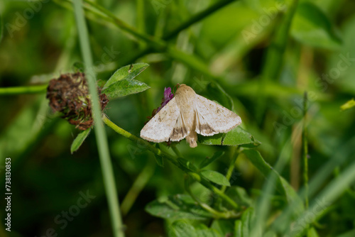 Cotton bollworm (Helicoverpa armigera) perched on pink flower in Zurich, Switzerland photo