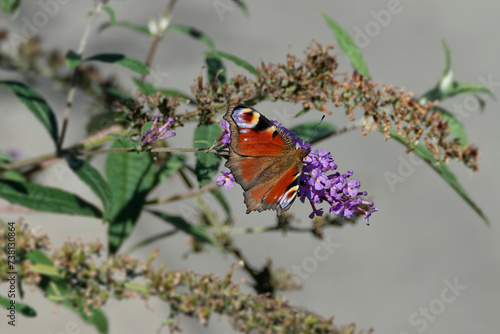 European peacock butterfly (Aglais io) perched on summer lilac in Zurich, Switzerland