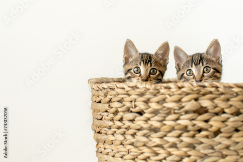 Curious kittens peeking from woven basket