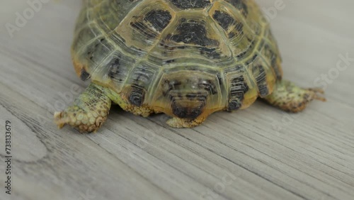 The tail and hind legs of a land tortoise. The reptile unfolds on the floor
