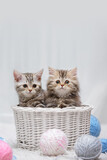 Cute purebred tabby kittens in a wicker basket with balls of yarn on a white carpet in a light interior. Banner with a place for writing, a blank for an advertising layout.